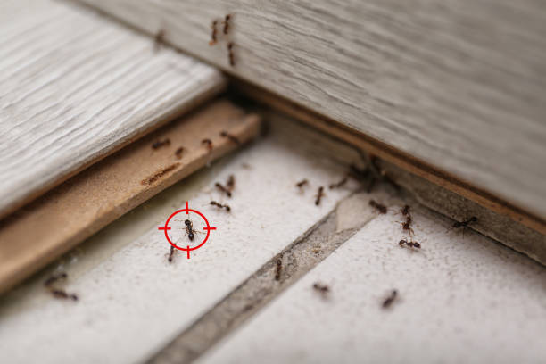 Best Residential Pest Control  in Great Falls, MT