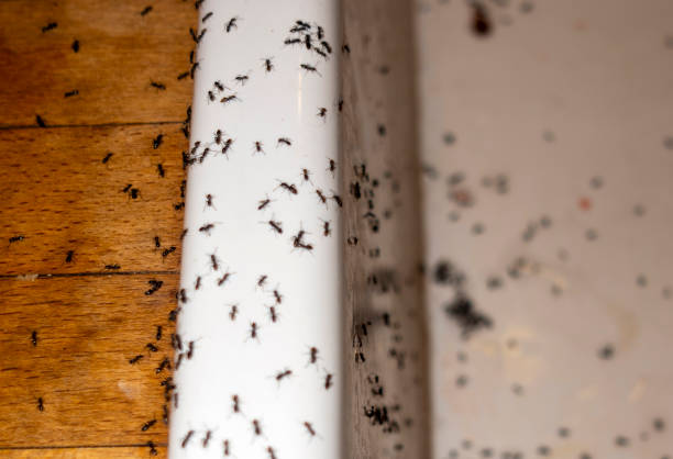 Best Flea Control Services  in Great Falls, MT