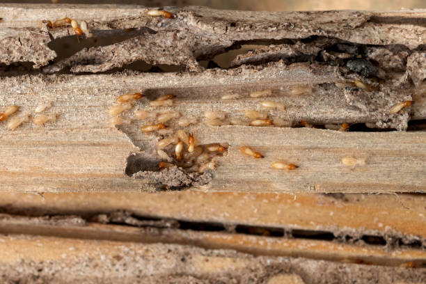 Professional Pest Control in Great Falls, MT